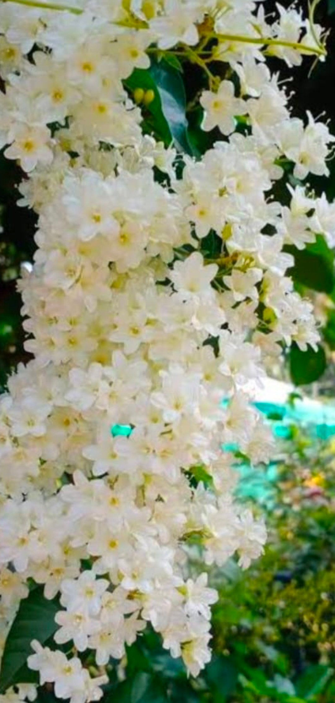 Snow Vine - Image 2