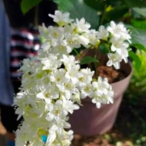 Snow Vine