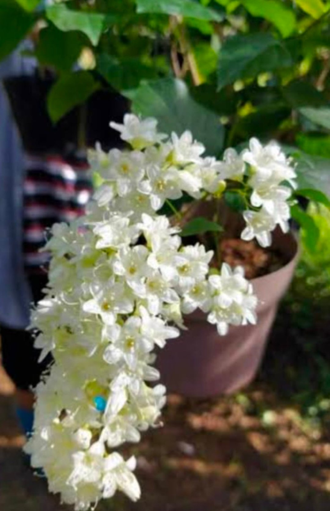 Snow Vine