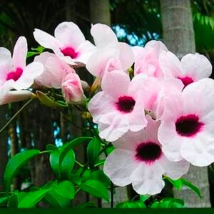 Pandora Jasmine