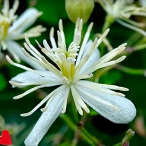 Clamatis (Ranjai)