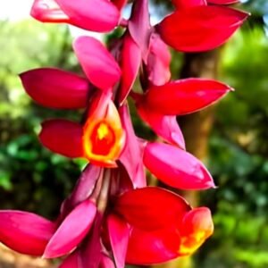 Thunbergia Coccinea
