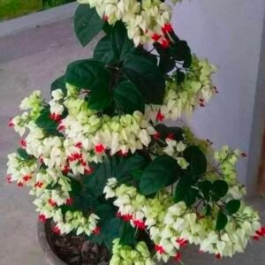 Bleeding Heart