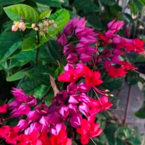 Bleeding Heart Red