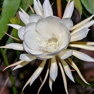 Brahma Kamal