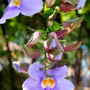 Thunbergia Grandflora