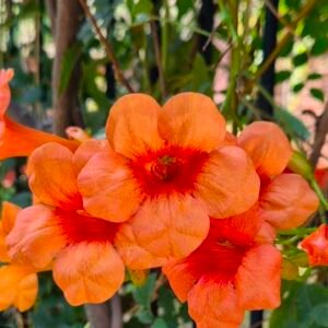 Trumpet Vine
