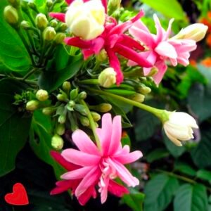 Madhumalti DoublePetal