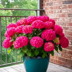Hydrangea Pink