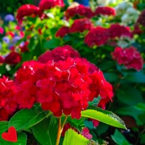 Hydrangea Red
