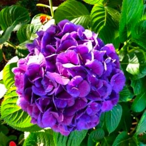 Hydrangea Blue