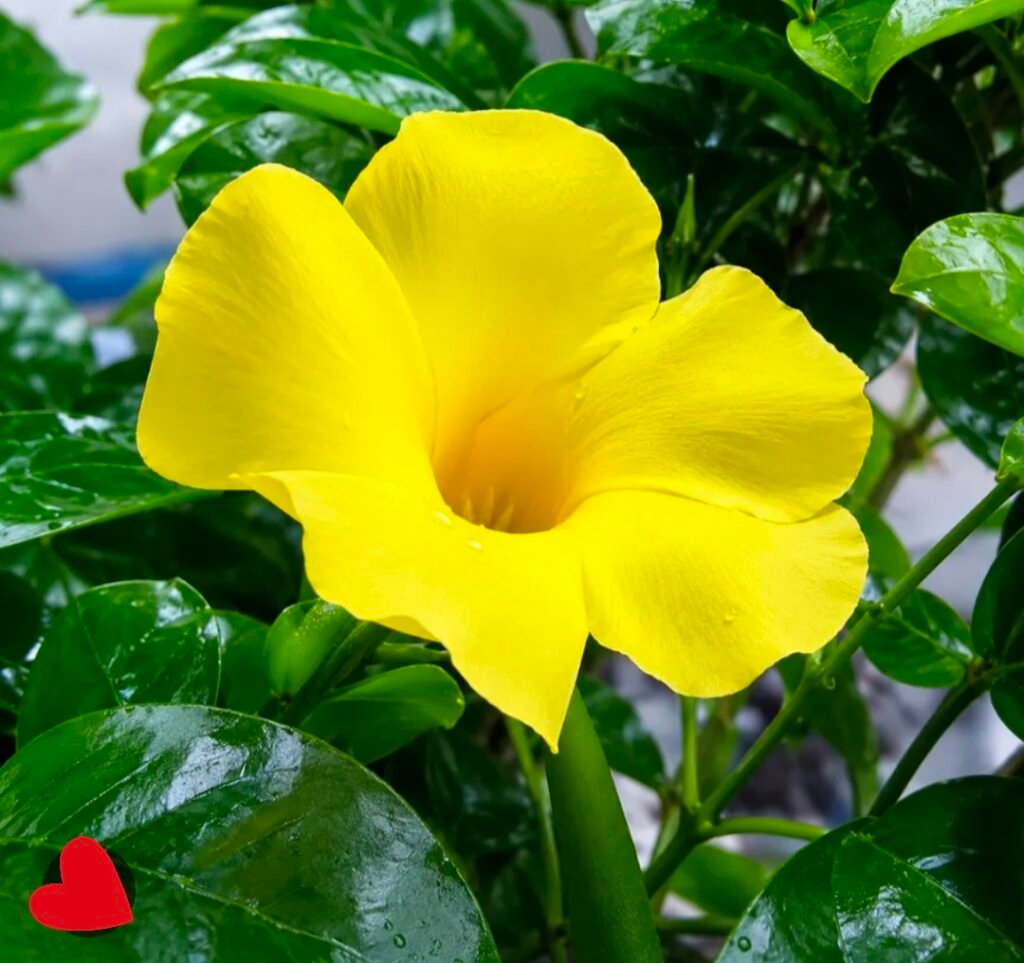 Allamanda Creeper