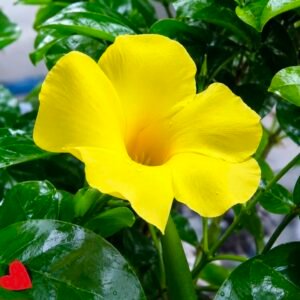 Allamanda Creeper