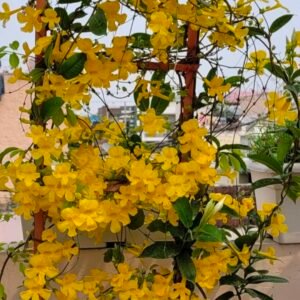 Cats Claw Creeper