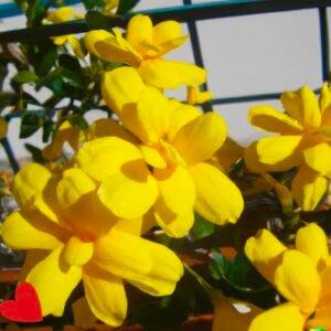 Yellow Jasmine