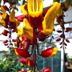 Indian Clock Vine