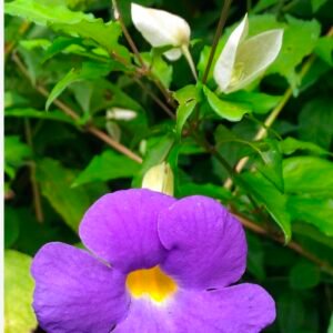 Thunbergia Bush