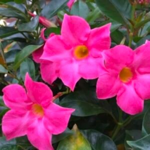 Mandevila Pink