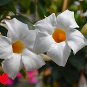 Mandevila White