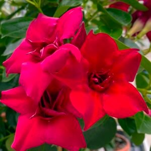 Mandevila Red