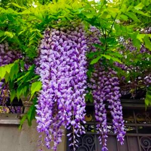Wisteria Creeper