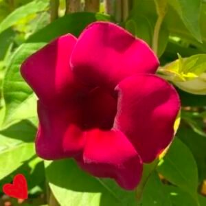 Allamanda Red