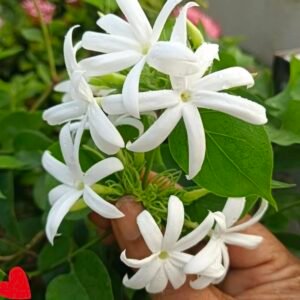 Kunda Variety Of Jasmine