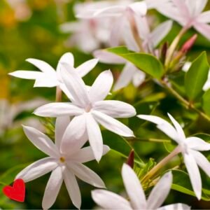 Juhi Variety Of Jasmine