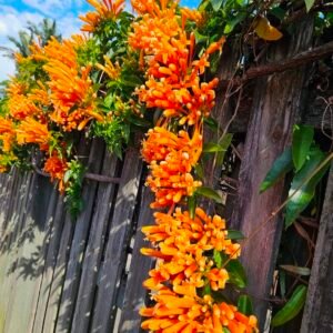 Flame Vine