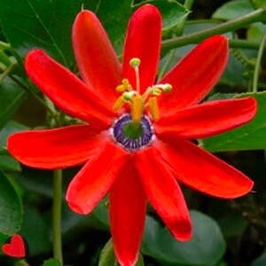 Passion Flower Orange