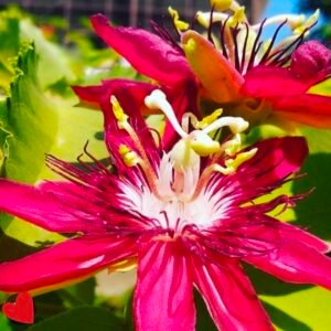 Passion Flower Red