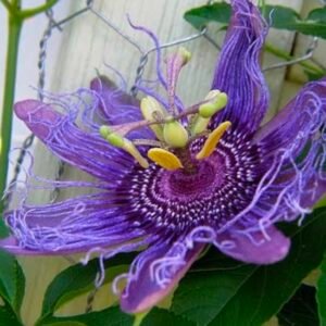 Passion Flower Blue
