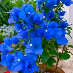 Bougainville Blue