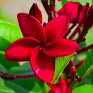 Red Champa