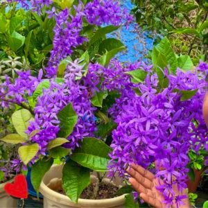 Sand Paper Vine