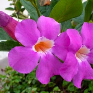 Glow Vine