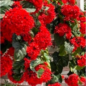 Clerodendrum