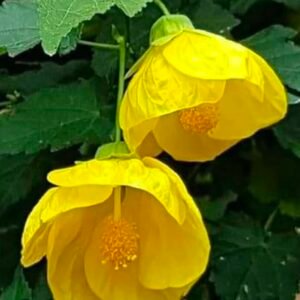 Lantana Hibiscus Yellow
