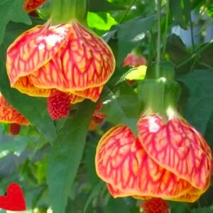 Lantana Hibiscus