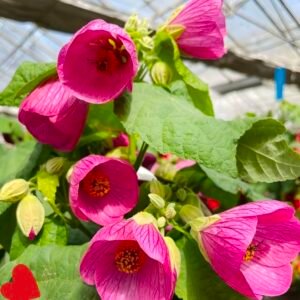 Lantana Hibiscus Pink