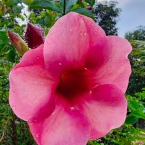 Allamanda Pink