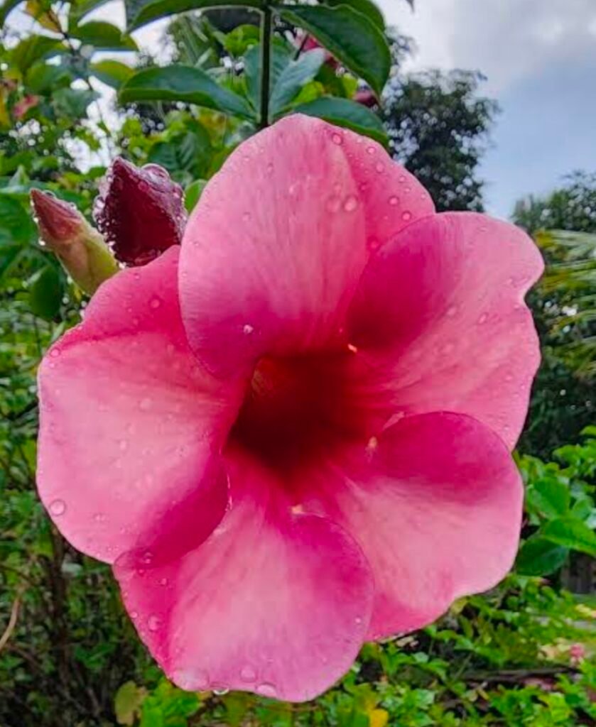 Allamanda Pink