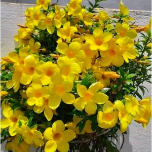 Allamanda Dwarf