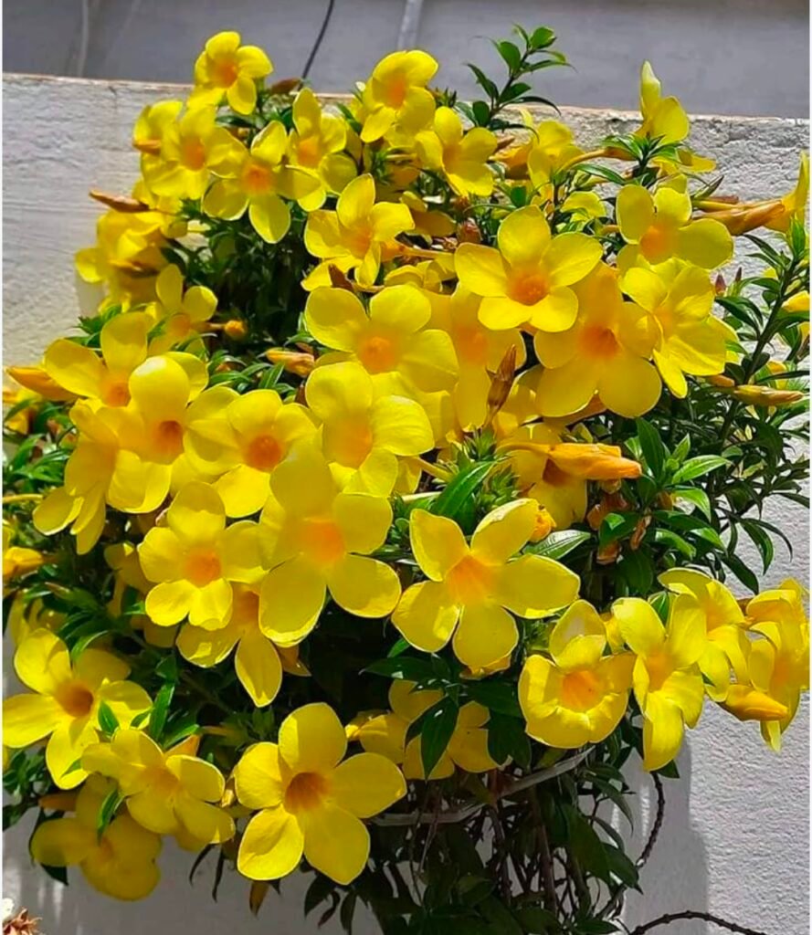 Allamanda Dwarf