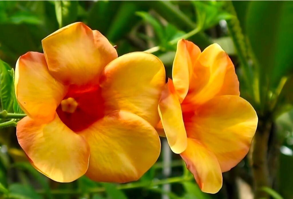 Allamanda Orange