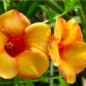 Allamanda Orange