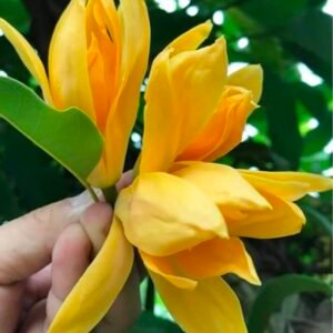 Swarn Champa Fragrant