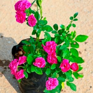 Button Rose Pink