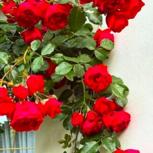 Button Rose Red