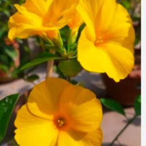 Yellow Flax